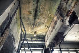 Mold Documentation for Insurance Claims in Mount Penn, PA